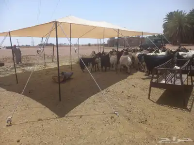 مضلات غنم جميع المقاسات ثلأث طبقات 3