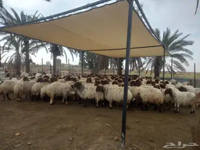 مضلات غنم جميع المقاسات ثلأث طبقات 6