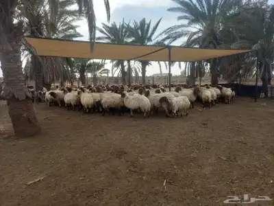 مضلات غنم جميع المقاسات ثلأث طبقات 5
