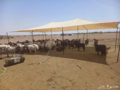 مضلات غنم جميع المقاسات ثلأث طبقات 2