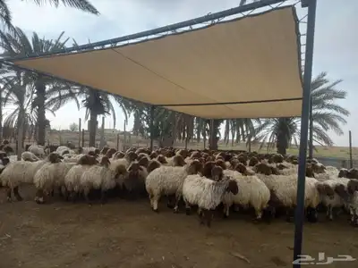 مضلات غنم جميع المقاسات ثلأث طبقات 7