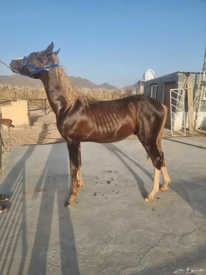 مربط الجويد 4