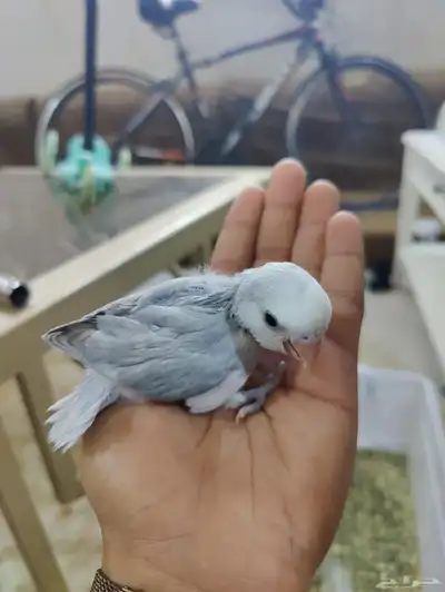 فرخ روز غر 1