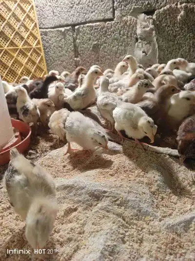 صيصان دجاج بلدي للبيع العمر اصبوح 1