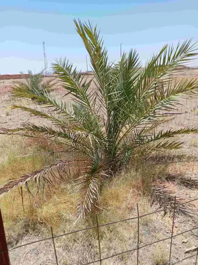 نوادر النخيل فقط 0