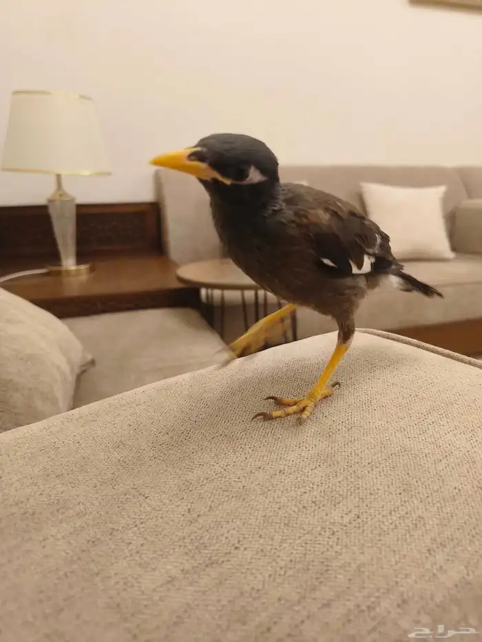 ((تم البيييع))طائر المينا اليف جدا وهدد 0