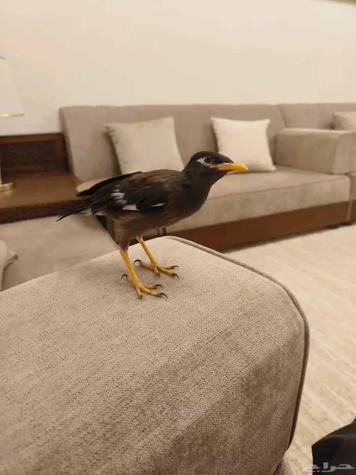 ((تم البيييع))طائر المينا اليف جدا وهدد 3