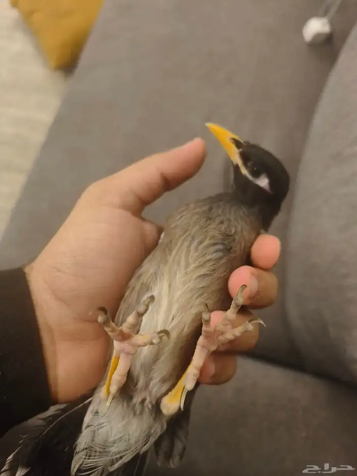 ((تم البيييع))طائر المينا اليف جدا وهدد 6