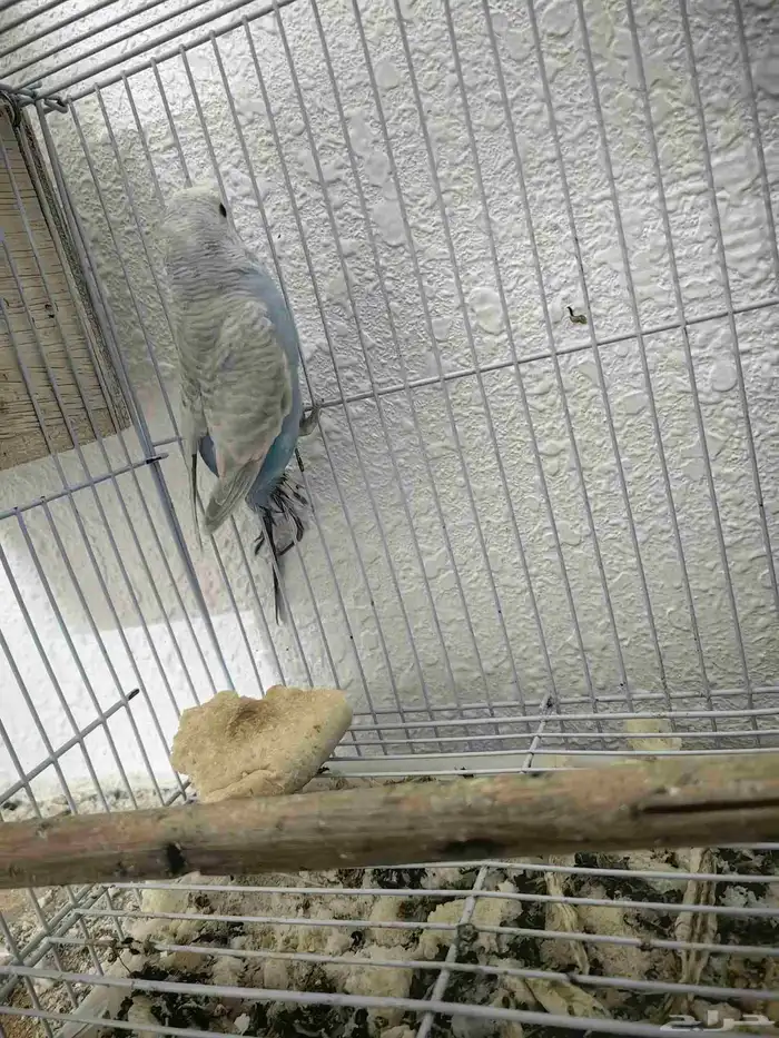 بغبغاء 2