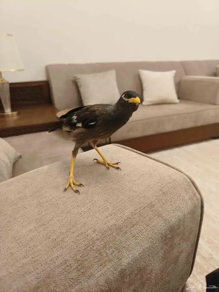 ((تم البيييع))طائر المينا اليف جدا وهدد 4