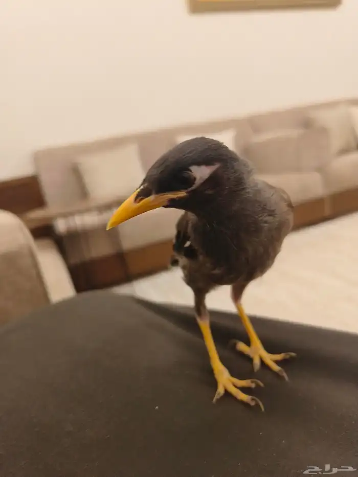 ((تم البيييع))طائر المينا اليف جدا وهدد 2