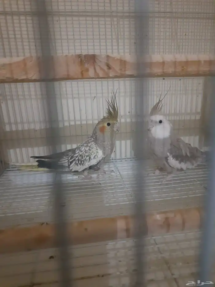 زوج كروان للبيع 4