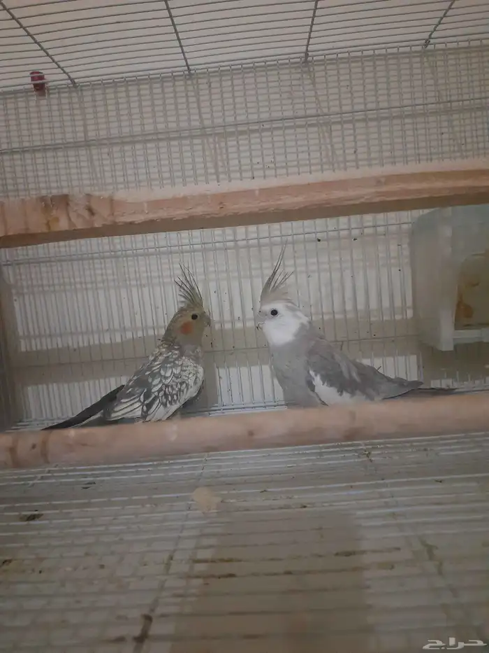 زوج كروان للبيع 2