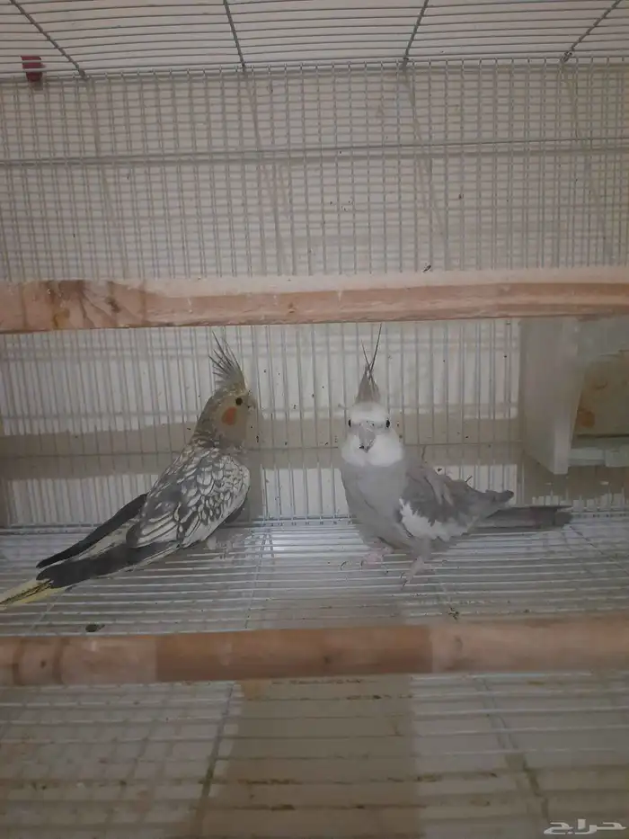 زوج كروان للبيع 3