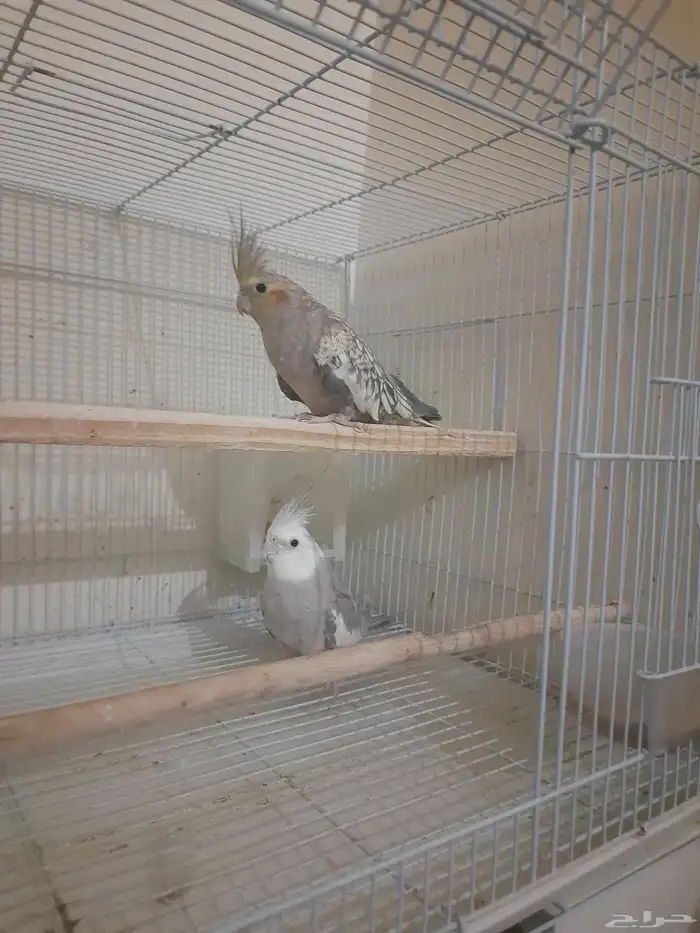 زوج كروان للبيع 1