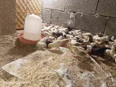 صيصان دجاج بلدي للبيع العمر اصبوح 2