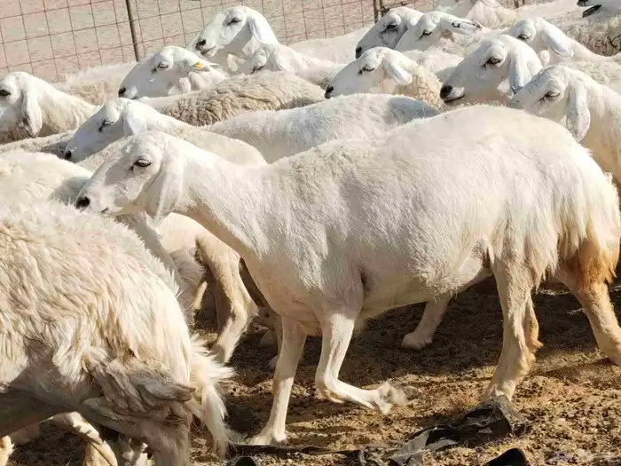 جنب مقاني مفاصيل عددها 120 11