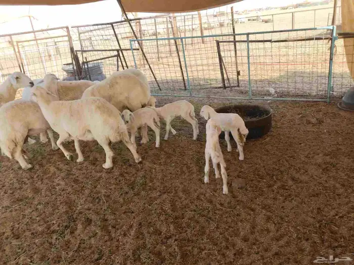 جنب مقاني مفاصيل عددها 120 7