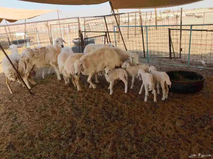 جنب مقاني مفاصيل عددها 120 2