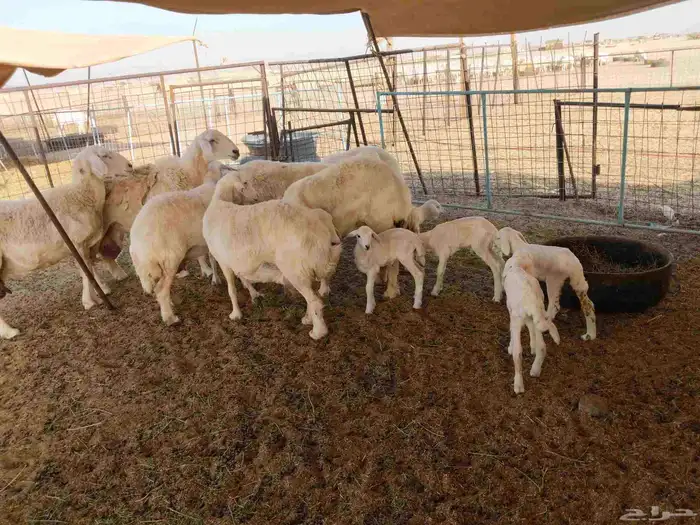 جنب مقاني مفاصيل عددها 120 6