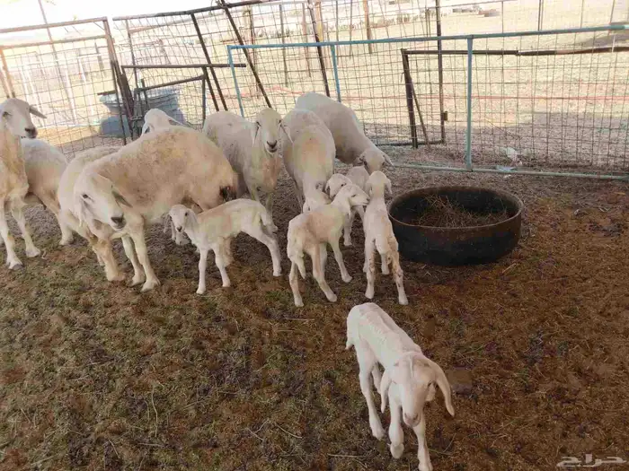 جنب مقاني مفاصيل عددها 120 3