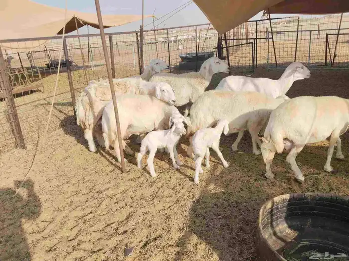 جنب مقاني مفاصيل عددها 120 18