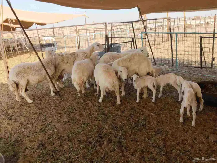 جنب مقاني مفاصيل عددها 120 5