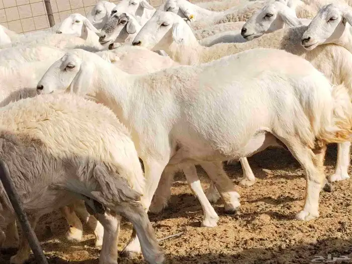 جنب مقاني مفاصيل عددها 120 10