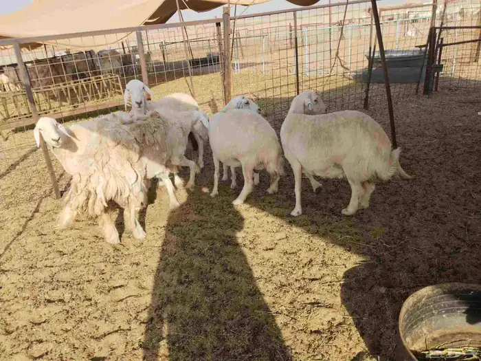 جنب مقاني مفاصيل عددها 120 8