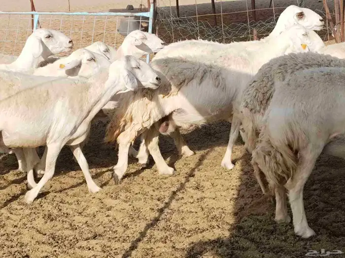 جنب مقاني مفاصيل عددها 120 13