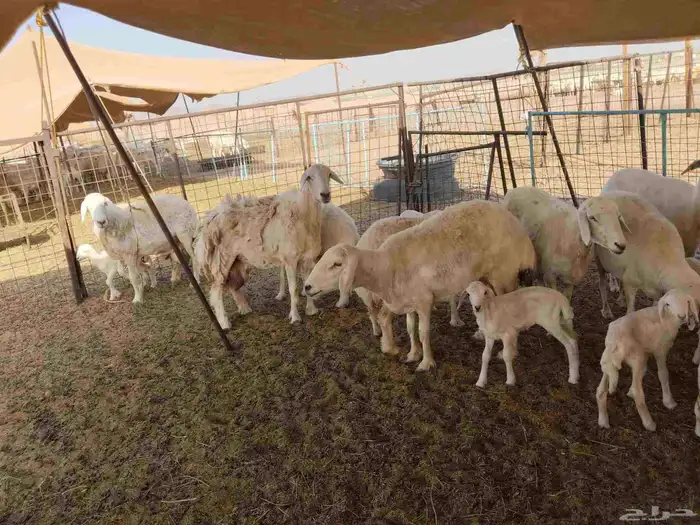 جنب مقاني مفاصيل عددها 120 0