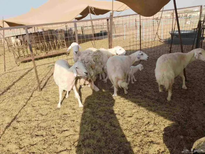 جنب مقاني مفاصيل عددها 120 9