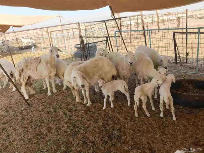 جنب مقاني مفاصيل عددها 120 4