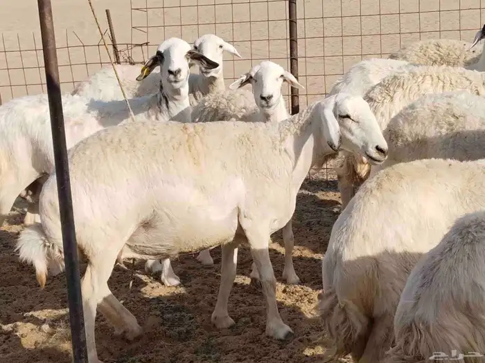 جنب مقاني مفاصيل عددها 120 12