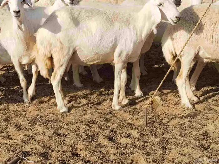 جنب مقاني مفاصيل عددها 120 19