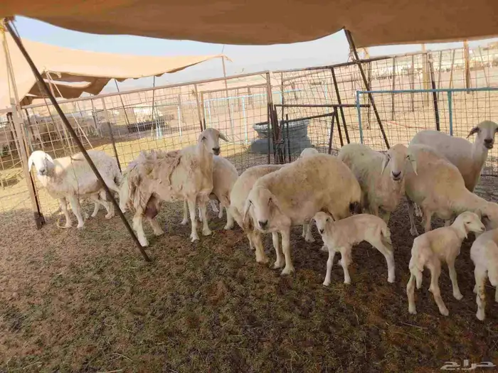 جنب مقاني مفاصيل عددها 120 1