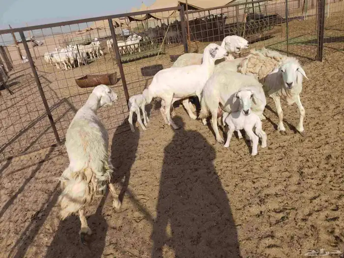 جنب مقاني مفاصيل عددها 120 17