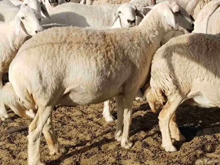 جنب مقاني مفاصيل عددها 120 16