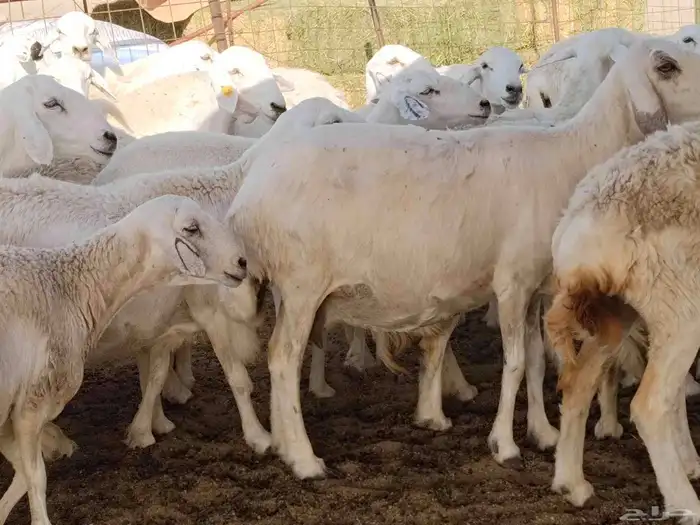 جنب مقاني مفاصيل عددها 120 15