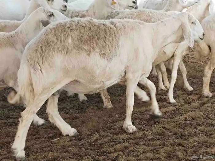 جنب مقاني مفاصيل عددها 120 14