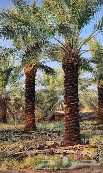 جميع أشغال أنخل تحويض تكريب واشنطن 7
