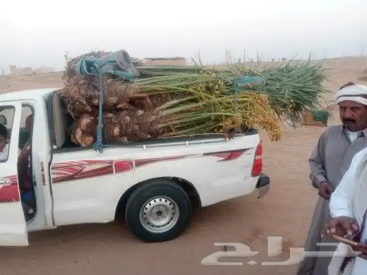 تحت اشراف ابو واليد يوجد لدينا جميع انواع انخيل 3