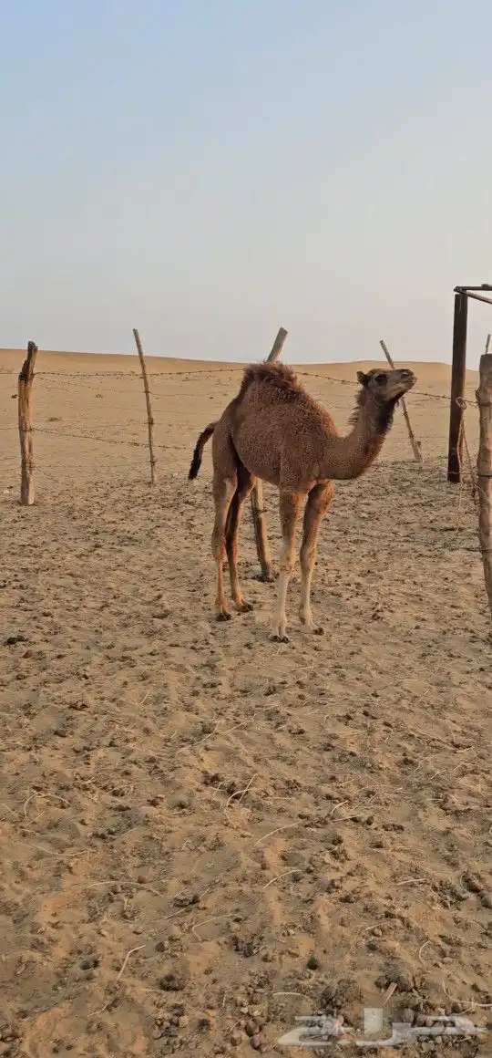 للبيع خلفه ساحليه معه قعود كفوللبيع خلفه ساحل 5