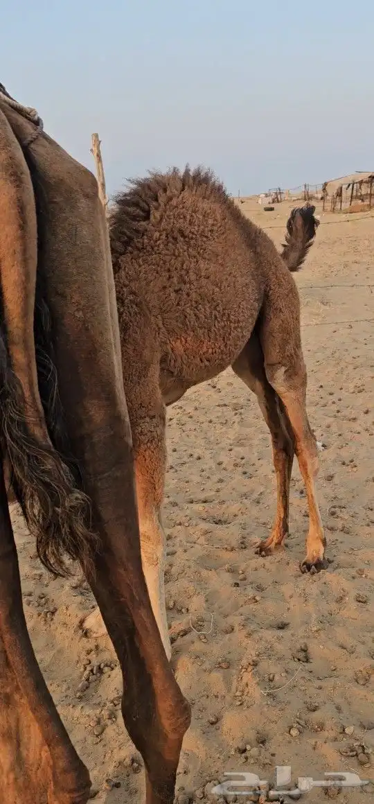 للبيع خلفه ساحليه معه قعود كفوللبيع خلفه ساحل 10