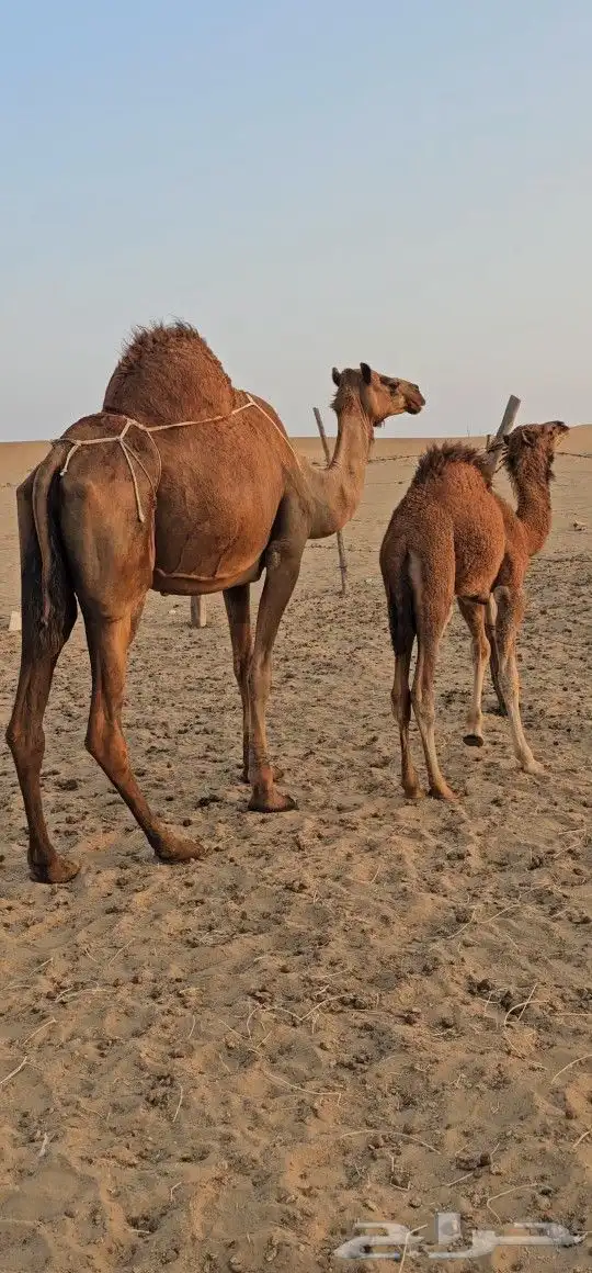 للبيع خلفه ساحليه معه قعود كفوللبيع خلفه ساحل 6