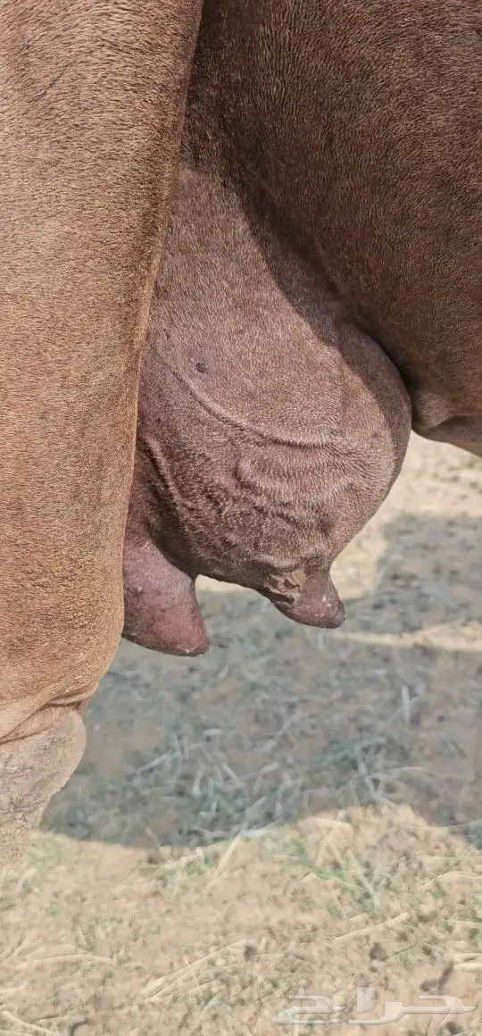 للبيع خلفه ساحليه معه قعود كفوللبيع خلفه ساحل 1