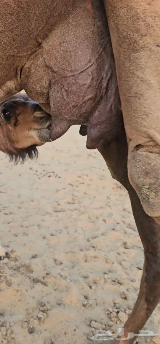 للبيع خلفه ساحليه معه قعود كفوللبيع خلفه ساحل 9