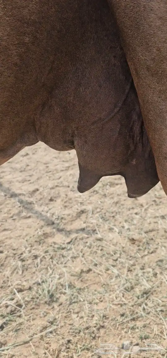 للبيع خلفه ساحليه معه قعود كفوللبيع خلفه ساحل 0