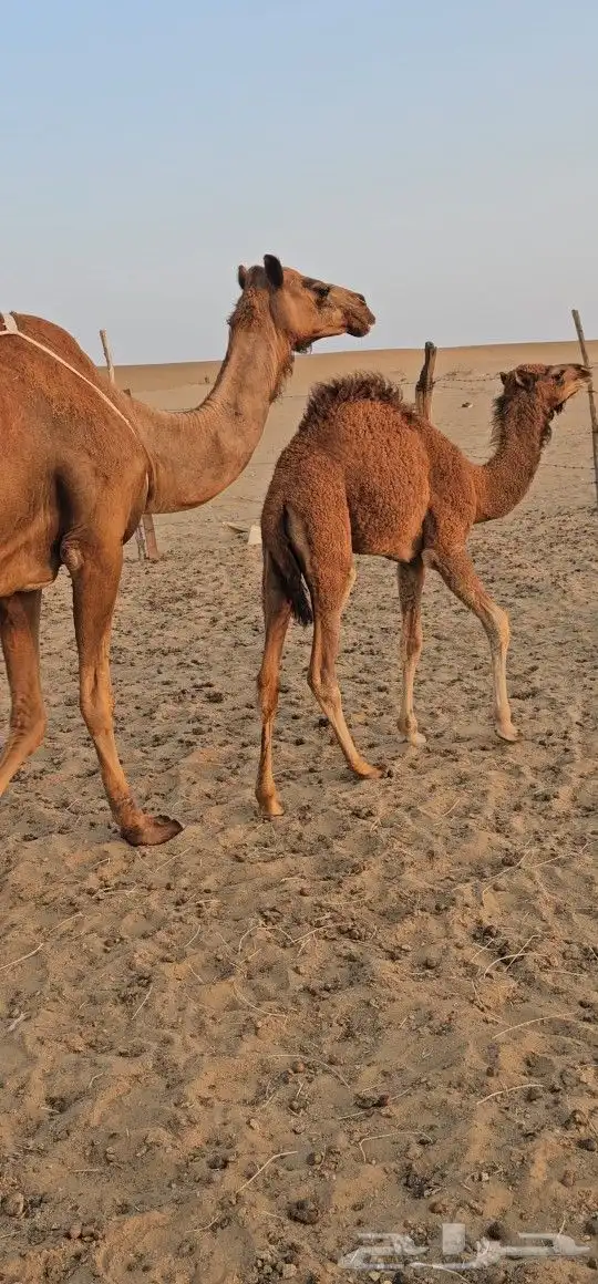للبيع خلفه ساحليه معه قعود كفوللبيع خلفه ساحل 7