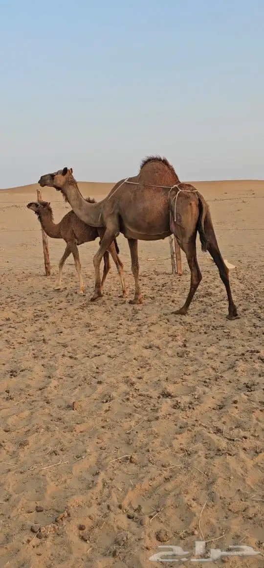 للبيع خلفه ساحليه معه قعود كفوللبيع خلفه ساحل 4